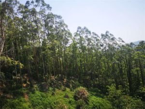 森林资源资产评估